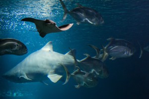 Valencia - Musée Océanographique