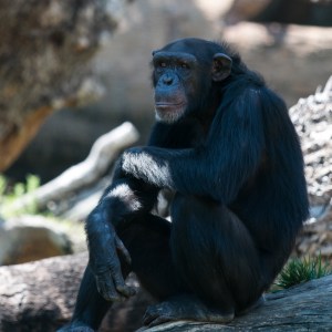 Bioparc - chimpanzé
